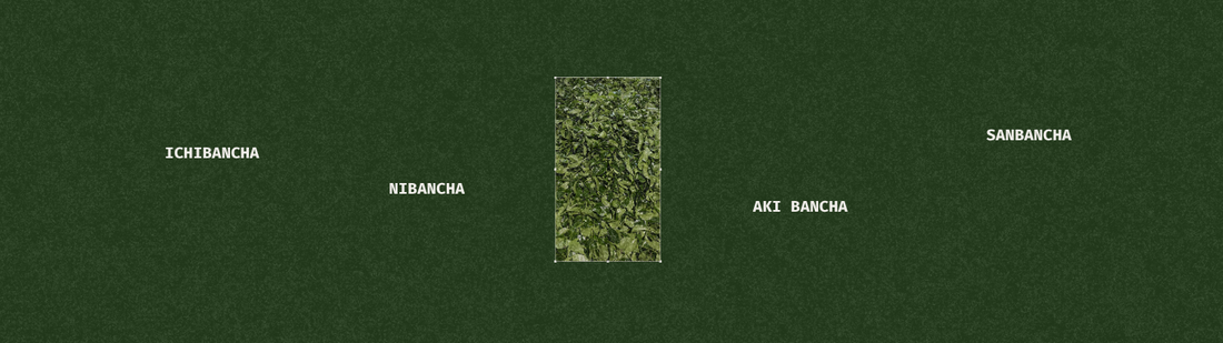 Matcha harvest season in Japan and why it matters
